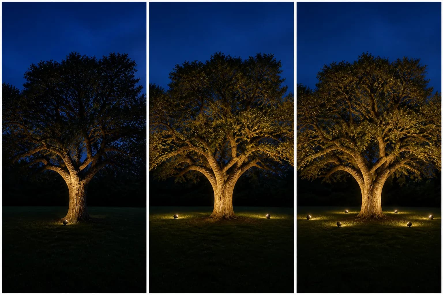 Three night views of the same oak: one front uplight with a dark far side, two opposite uplights, and four uplights around the tree.